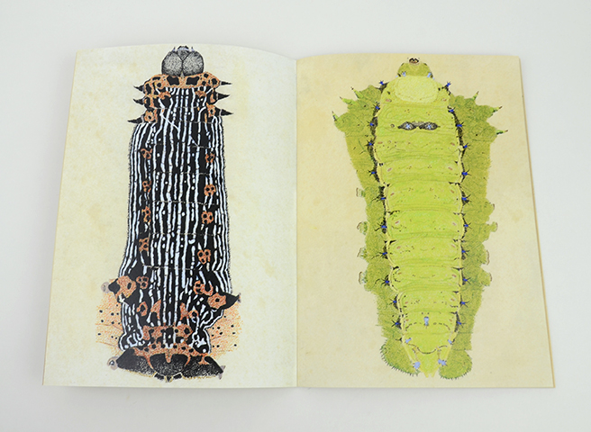 suzuko momoyama INSECTS II｜恵文社一乗寺店 オンラインショップ